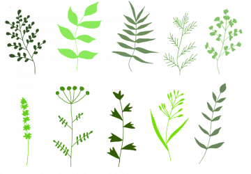Knihy o bylinkách & herbáře, které by neměly chybět ve vaší knihovně