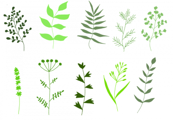 Knihy o bylinkách & herbáře, které by neměly chybět ve vaší knihovně