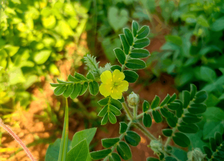 Kotvičník je skvělá bylina pro ženy